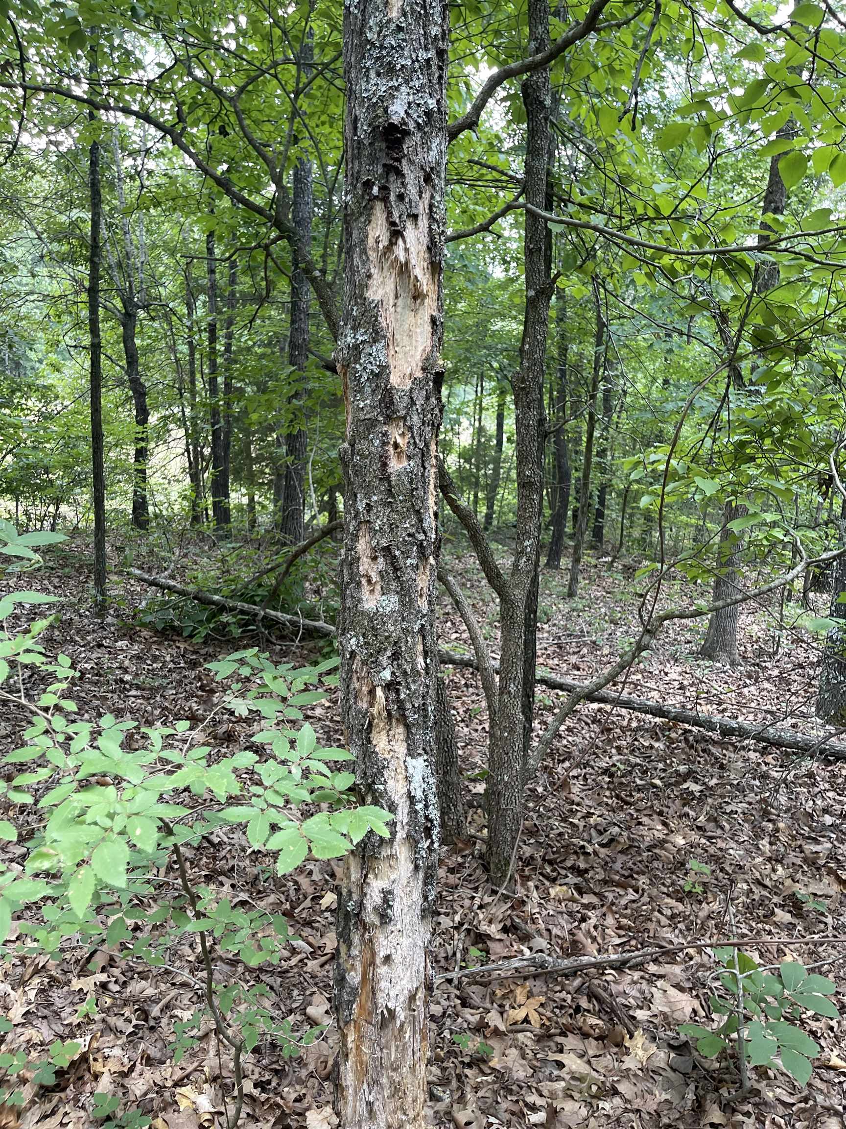 Metes & Bounds - Land