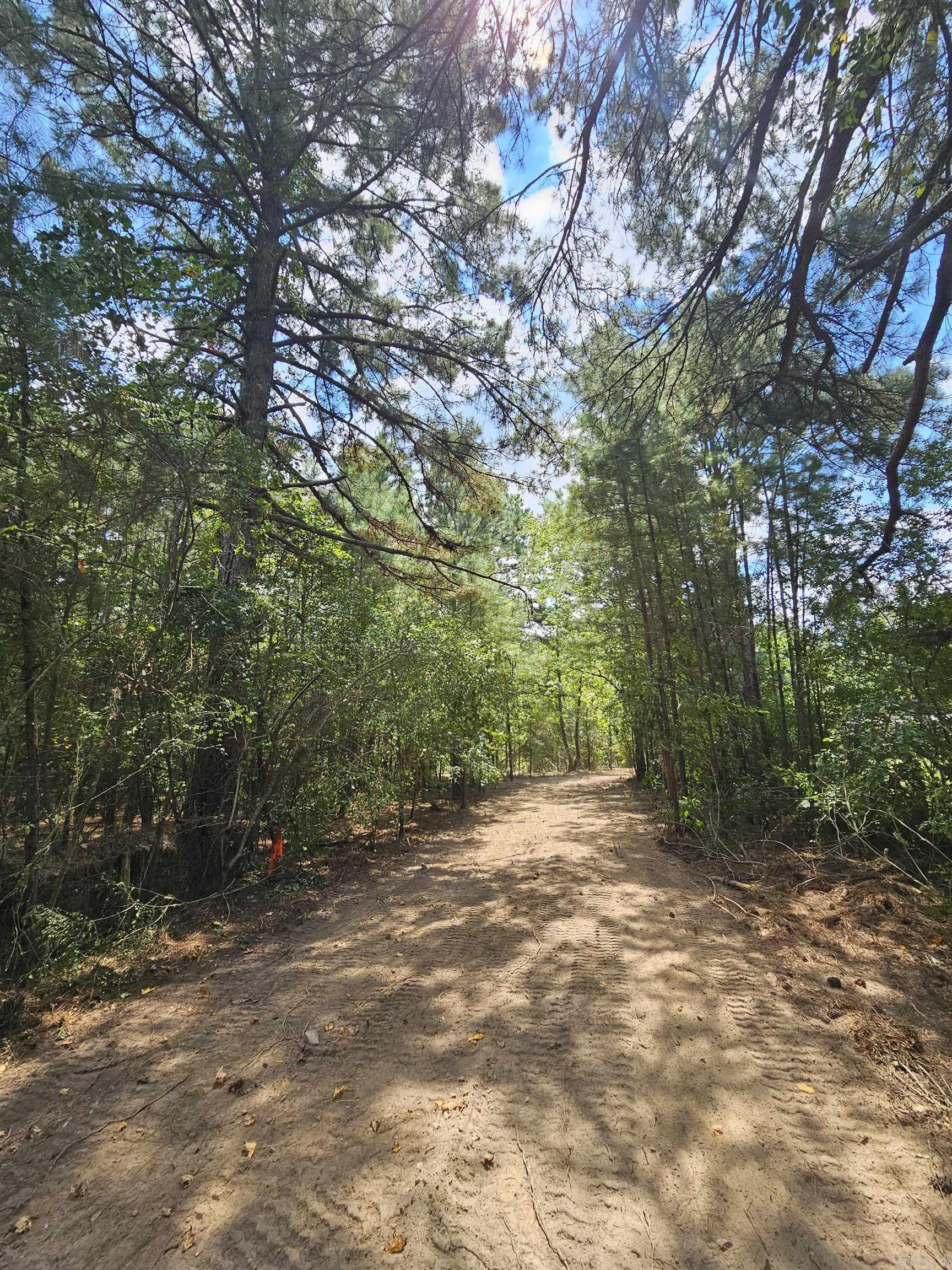 Leaning Pines - Land