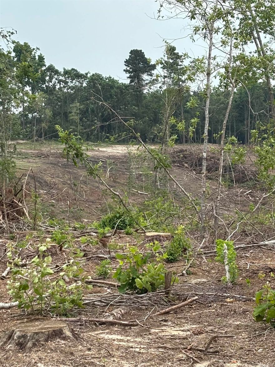 Great land investment opportunity, approx 67 acres of recently machine planted, containerized pine seedling land. Some scattered hardwood left in areas.  Several great for a house place, property is located approx 5 miles from Millwood Lake and approx 1/4 mile from Grassy lake hunting club.  This property has 2 areas that you could make a large lake, yellow creek boarders the east side of the property. Water and electric available at road. Highway frontage, on Hwy 355 south out of Saratoga. Contact our office for more details.