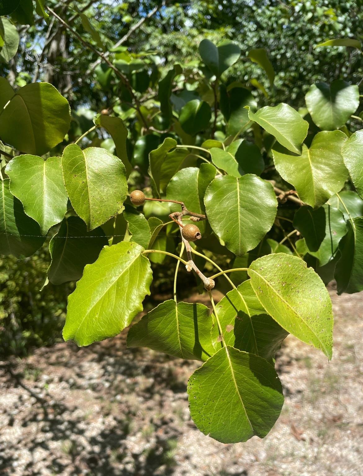 Diamondhead J - Land