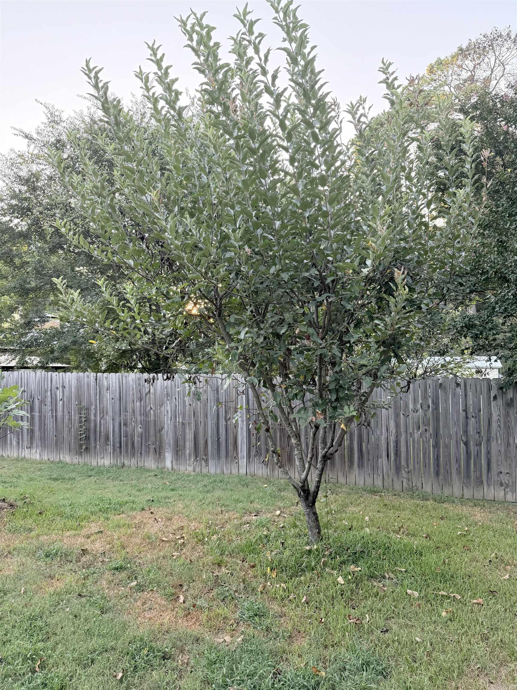 Jameson - Residential