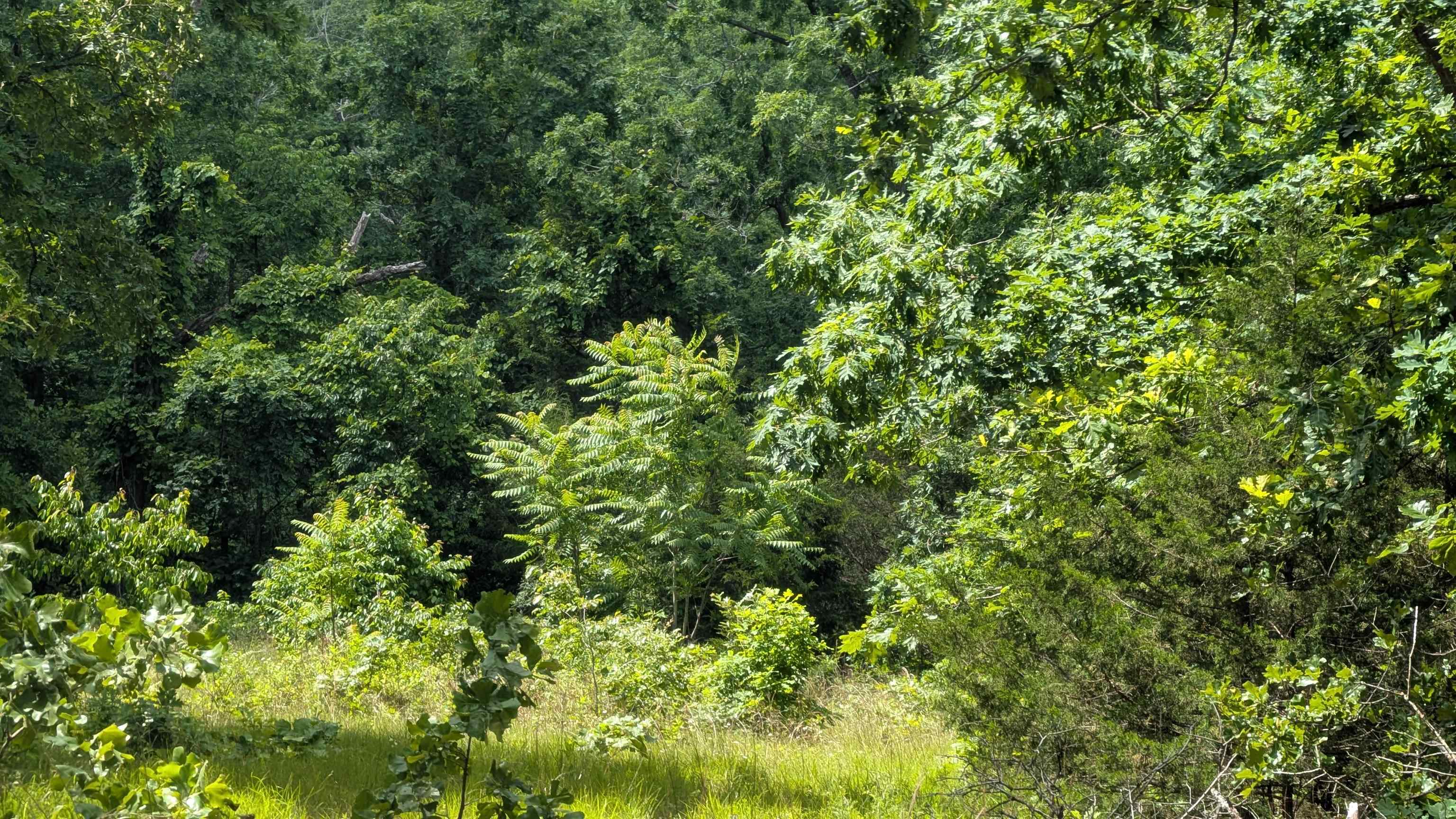 Discover the charm of the Ozarks with this serene, wooded vacant lot located in the community of Horseshoe Bend, Arkansas. Surrounded by nature, this unimproved parcel offers the perfect canvas for your dream home, weekend getaway, or future investment. With few nearby neighbors, you'll enjoy privacy and tranquility without sacrificing access to community perks. As a property owner in Horseshoe Bend, you'll have access to a wide range of amenities, including the scenic Turkey Mountain Golf Course, Crown Lakeāperfect for boating and fishingālocal parks, and a welcoming community center. Whether you're looking to build or simply secure a slice of peaceful countryside, this lot offers an affordable opportunity to enjoy the best of the Ozarks. If you plan to build, it would require a perc test for placing of a septic system. Water and power available on adjacent road. Pictures not of lot but end of the road where lot is accessed from.