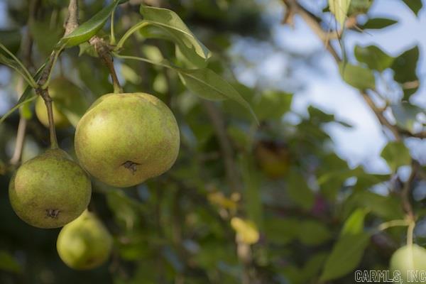 SHANNON HILLS s - Residential