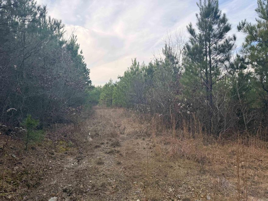 Great Views of Rich Mountain and the surrounding area.  Nice thick growth of planted Pine Plantation with a drivable road through the property.  Lots of Road frontage along Polk road 40.  Wildlife is very abundant on this property!  Privacy! Views! Road Frontage! Income potential with the Pine Trees!