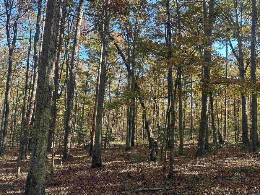 The ‘Hogan #11 Tract’ (#03019-004905) is a 40-acre tract of land located in the southern portion of Saline County, about four miles east-southeast of Bauxite and two miles west of Sardis.  The entire property has a beautiful stand of timber that is mixture of upland hardwood and pine.  Emory Branch crosses the south side of the property.  The timber presents a significant income opportunity and an inventory of the timber is available upon request.