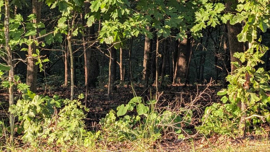 3 side-by-side RIVER lots in Cherokee Village, almost 3 acres together! Recently surveyed and soil morphology tested for septic system. Ready to build on. Review bill of assurance and city ordinances to see if you can do what you plan to with this property. Paved street frontage, power and water at the road, but septic system needs to be installed for building a home. Property owners have access to 7 lakes, 2-18 hole golf courses, community centers, trails and more. Great vacation destination or make it your forever home.