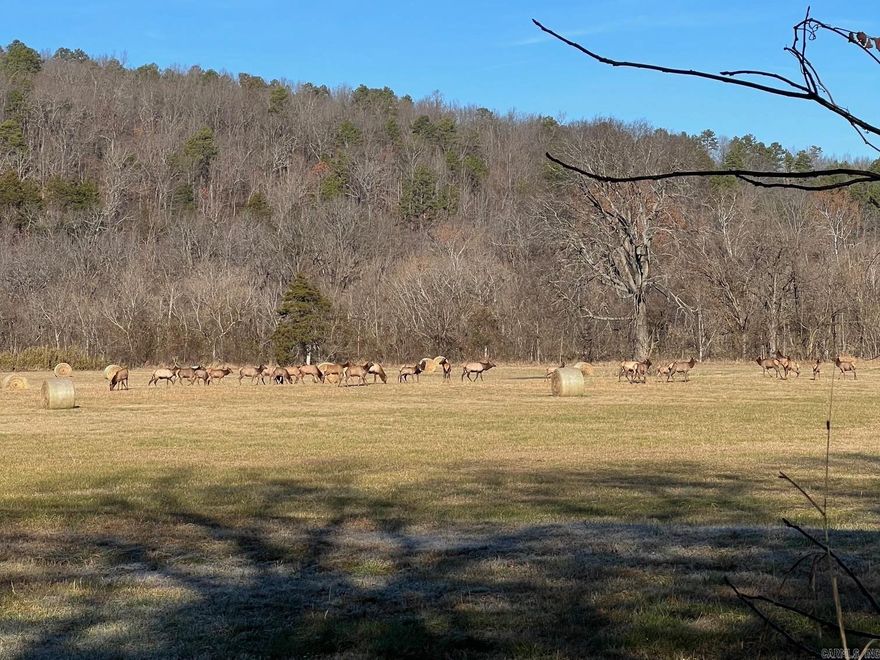 Escape to your own slice of paradise in Marshall, AR! This nice 18-acre tract is a nature lover's dream! It is nestled in the heart of the Ozark Mtns & teeming with wildlife such as elk, deer & turkey as evidenced by the photos. This pastureland is perfectly positioned with majestic mountains as your backdrop & Bear Creek flowing gently along the border of the property & numerous outdoor activities nearby. Prop is now used for hay production but in the past, used for grazing cattle & could be used for farming due to the rich “creek bottom” type soil. Whether you’re looking to build your dream home, start a hobby farm, or simply enjoy the beauty of the Ozarks, this property has it all. There is a total of 58 acres for sale but can be sub-divided into various sized tracts depending on what your needs are. The divided sizes will be split on a “first come, first serve” basis & the best building tract will be priced at $8,000 per acre for the 18 acre tract & the remaining will be priced at $7,500 per acre min 10 acres.