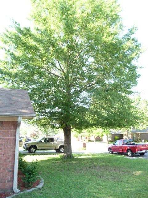 Rainwood - Residential