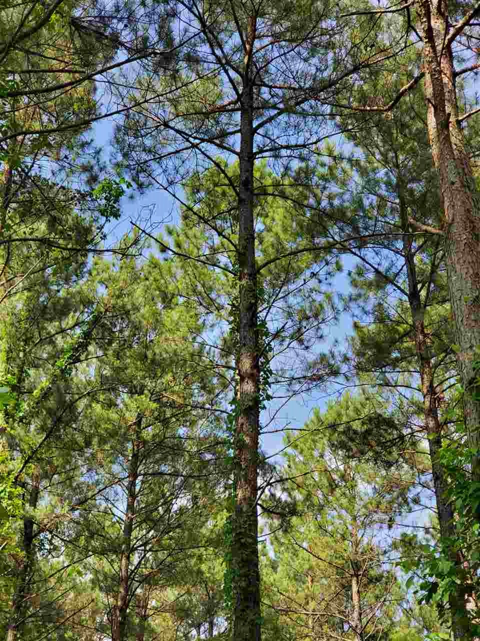 Not in Subdivision - Land