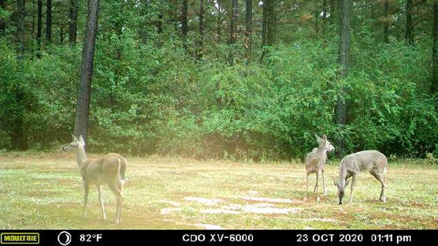 Easy deer hunting - PRICE REDUCED.  --75 acres.  With 65+- acres of mature plantation pine. A recent timber cruise completed of about $57,000.  Excellent deer hunting tract.  There is about 10 acres across front with 55 producing pecan trees.  Septic, electric and water on the property for great home site. Could be subdivided and improved for excellent rural subdivision. Old house-no value.