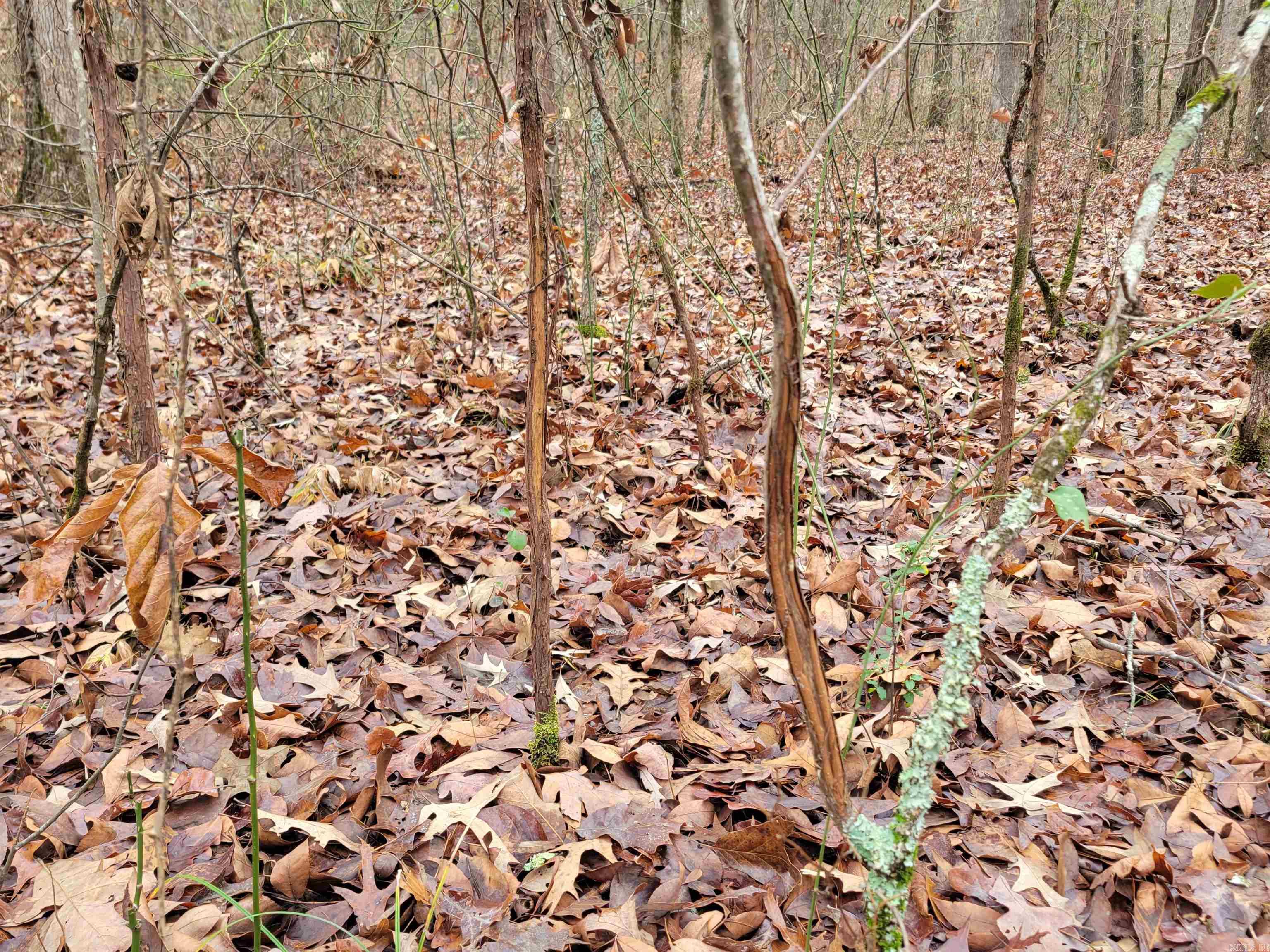 Metes & Bounds - Land