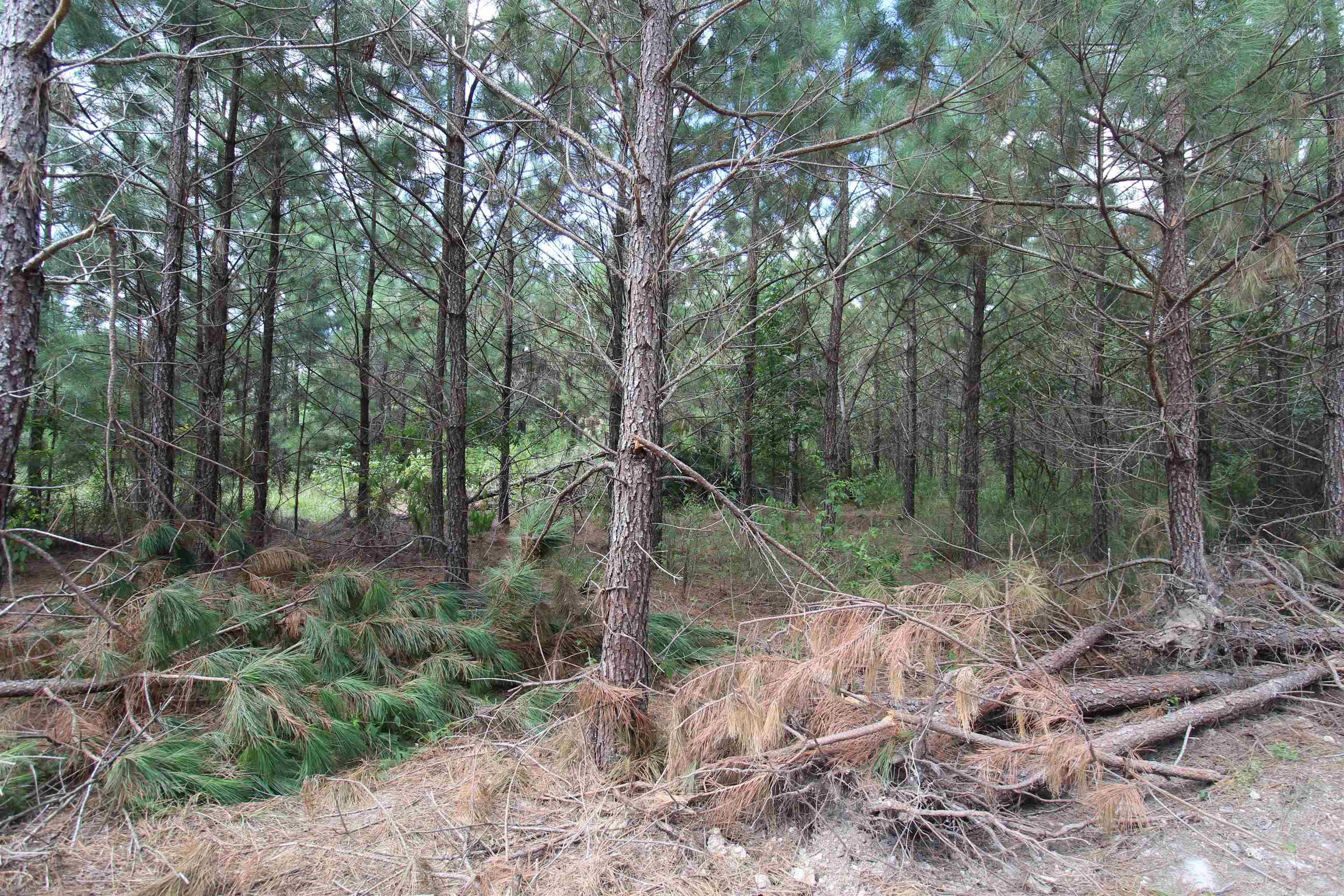 Metes & Bounds - Land