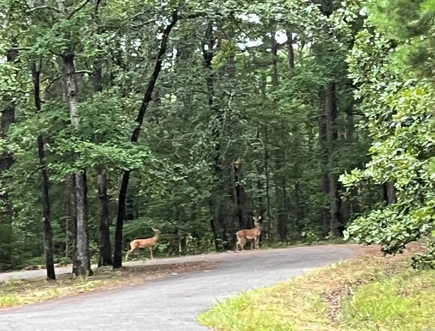 Wildlife out your back door! Very nice, level lot in Cul-de sac, private and wooded. Come experience" Village" life in our beautiful Hot Springs Village, the largest gated community in North America, with 11 lakes, 9 professionally designed, year-round golf courses, walking, hiking and biking trails. Come experience paradise and Live the Life you Love! First time buyers are subject to one time buy in fee of $300.00 to be paid at closing.