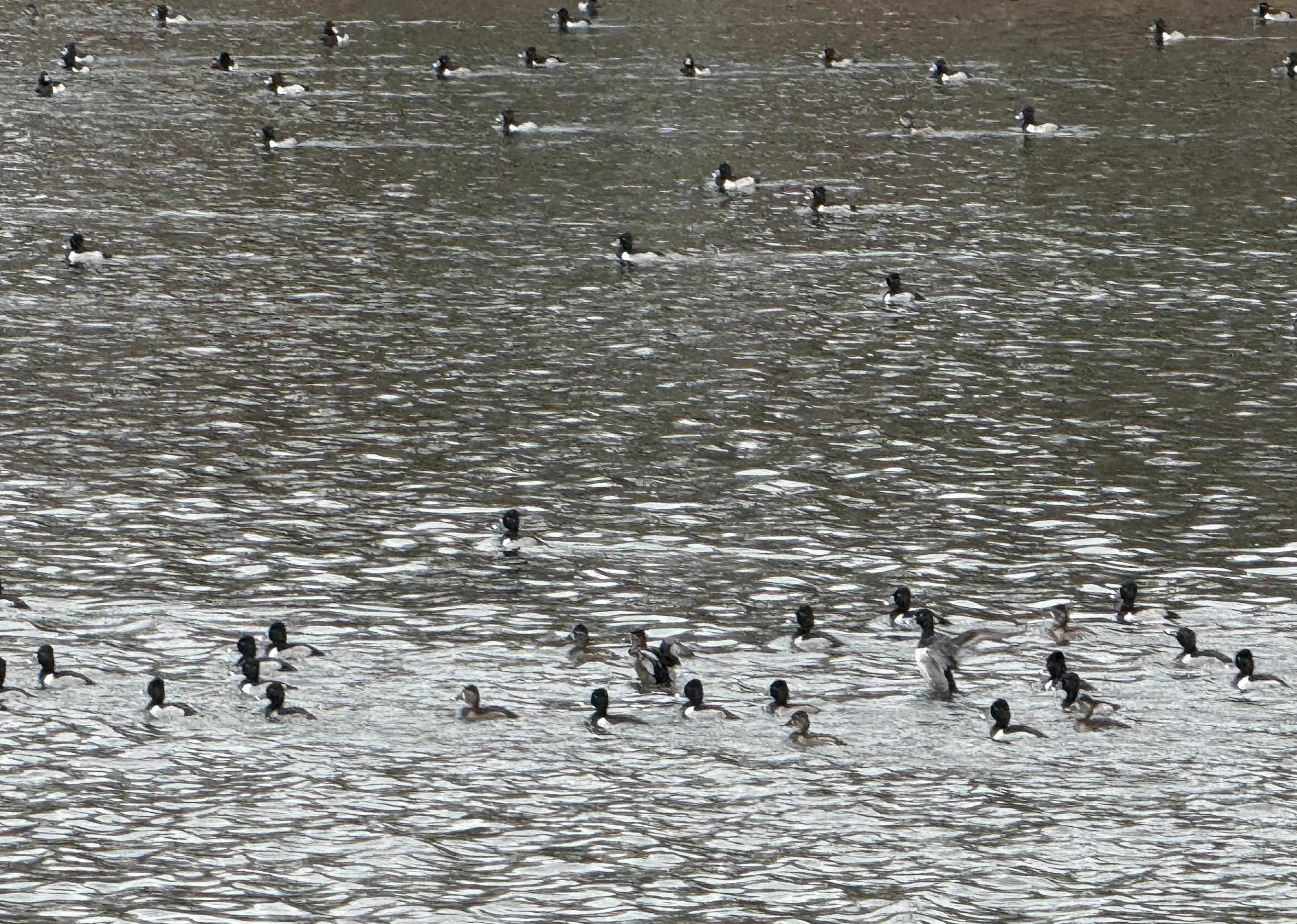 Arapaho - Residential