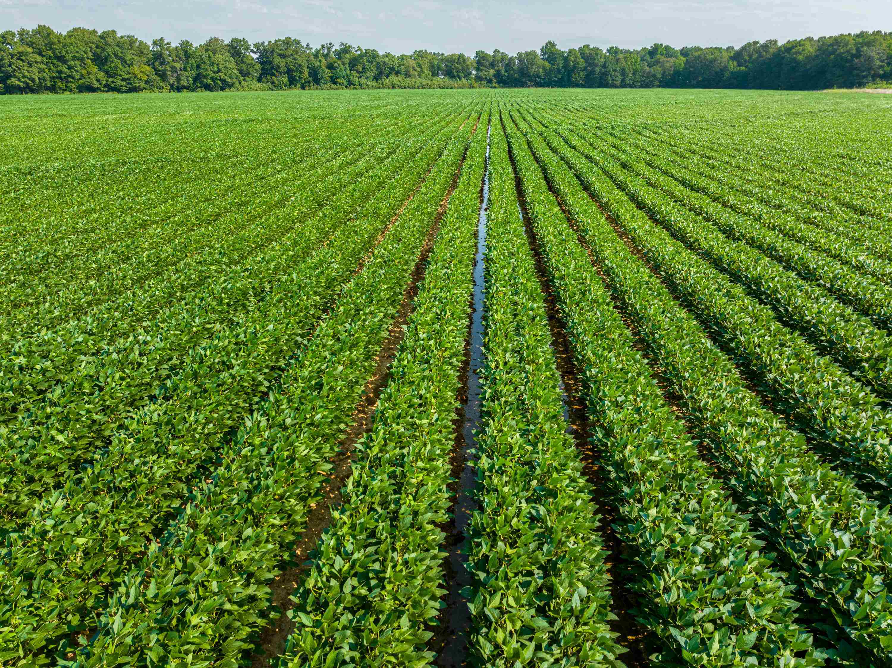 95 +/- Acres of Prime Tillable Land ā Success, Arkansas Located 1 mile southwest of Success, AR, this 95 +/- acre farm sits along the Back of the Little Black River, offering exceptional farming and hunting opportunities. Property Features: 90 +/- acres leveled and tillable with a dedicated well Soil: Silt loamāideal for high-yield rice, soybeans, and corn Currently leased for farming ā 3-year lease at $225 per tillable acre Duck hunting potential ā Capable of holding water for waterfowl Long-term farming history ā Managed by the same farm family for years, with their headquarters just a mile away This productive farm offers an excellent investment opportunity with steady income and the potential for additional hunting lease revenue.