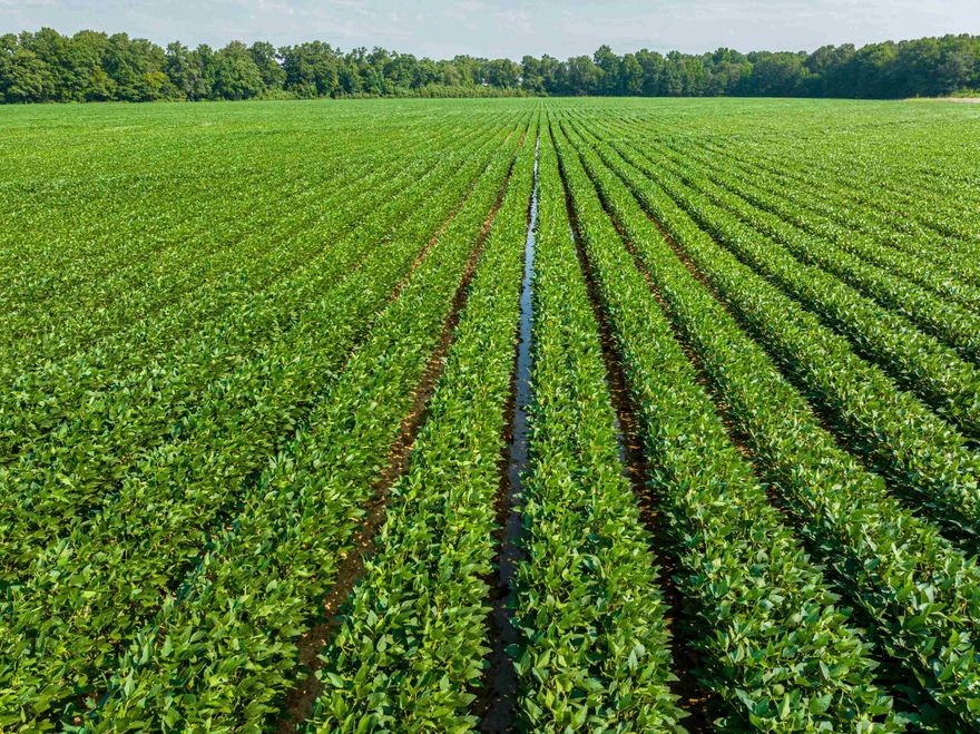95 +/- Acres of Prime Tillable Land – Success, Arkansas Located 1 mile southwest of Success, AR, this 95 +/- acre farm sits along the Back of the Little Black River, offering exceptional farming and hunting opportunities.  Property Features: 90 +/- acres leveled and tillable with a dedicated well Soil: Silt loam—ideal for high-yield rice, soybeans, and corn Currently leased for farming – 3-year lease at $225 per tillable acre Duck hunting potential – Capable of holding water for waterfowl Long-term farming history – Managed by the same farm family for years, with their headquarters just a mile away This productive farm offers an excellent investment opportunity with steady income and the potential for additional hunting lease revenue.