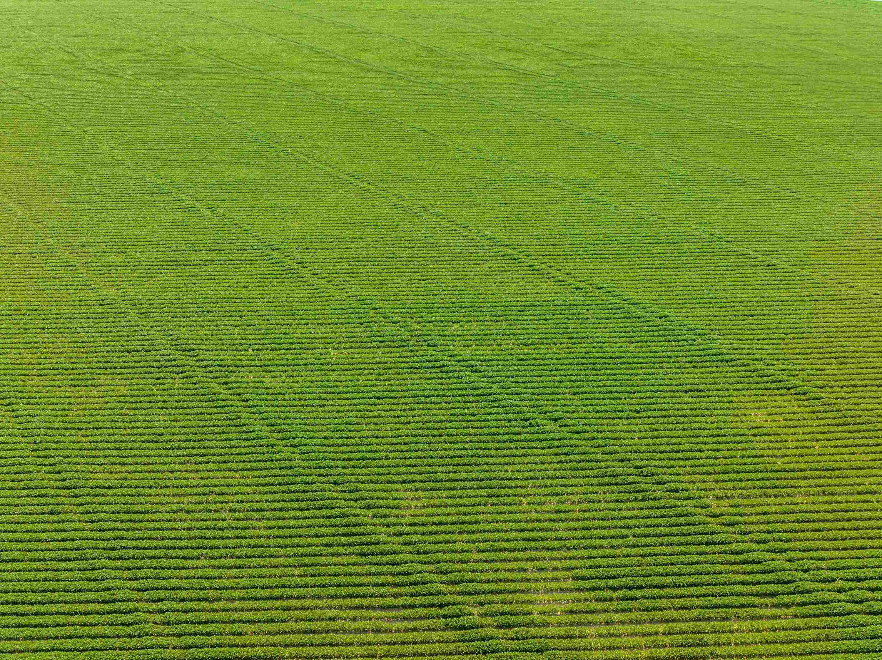 Metes & Bounds - Farm