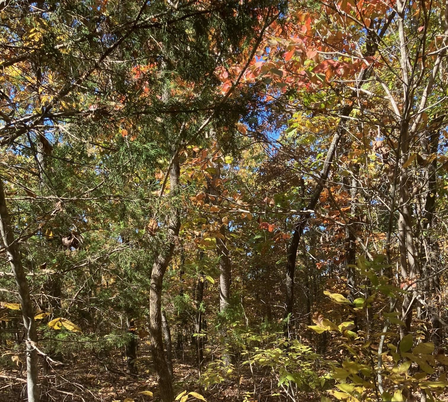 6.7 Acres +/- along Pinecrest Rd.  This property offers a level spot perfect for setting up a camper, providing the ideal base for outdoor adventures. Hunters and nature enthusiasts will delight in the sightings of 7 or 8 bucks this year, hinting at the abundant wildlife that roams this acreage. No utilities are on the property.