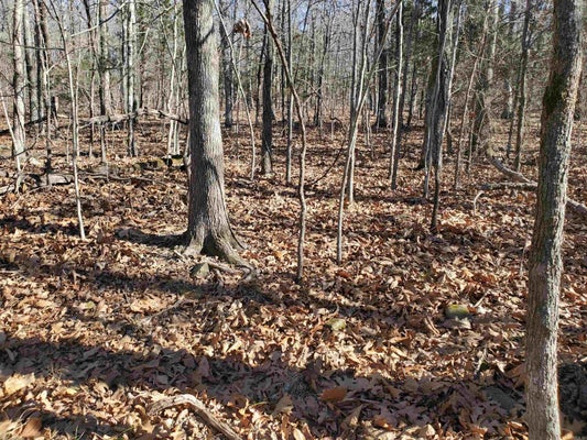 15776 E HIGHWAY 74, MARSHALL, AR 72650 - Image ab4c0cd5e8d7f4f82fae20840e413505/3524443988