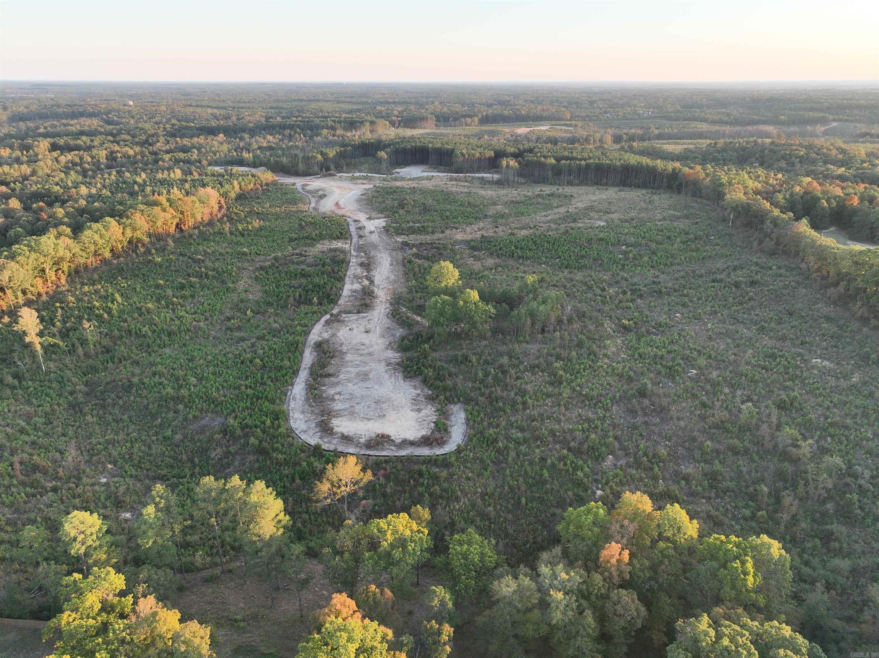 Mountain Pine - Land