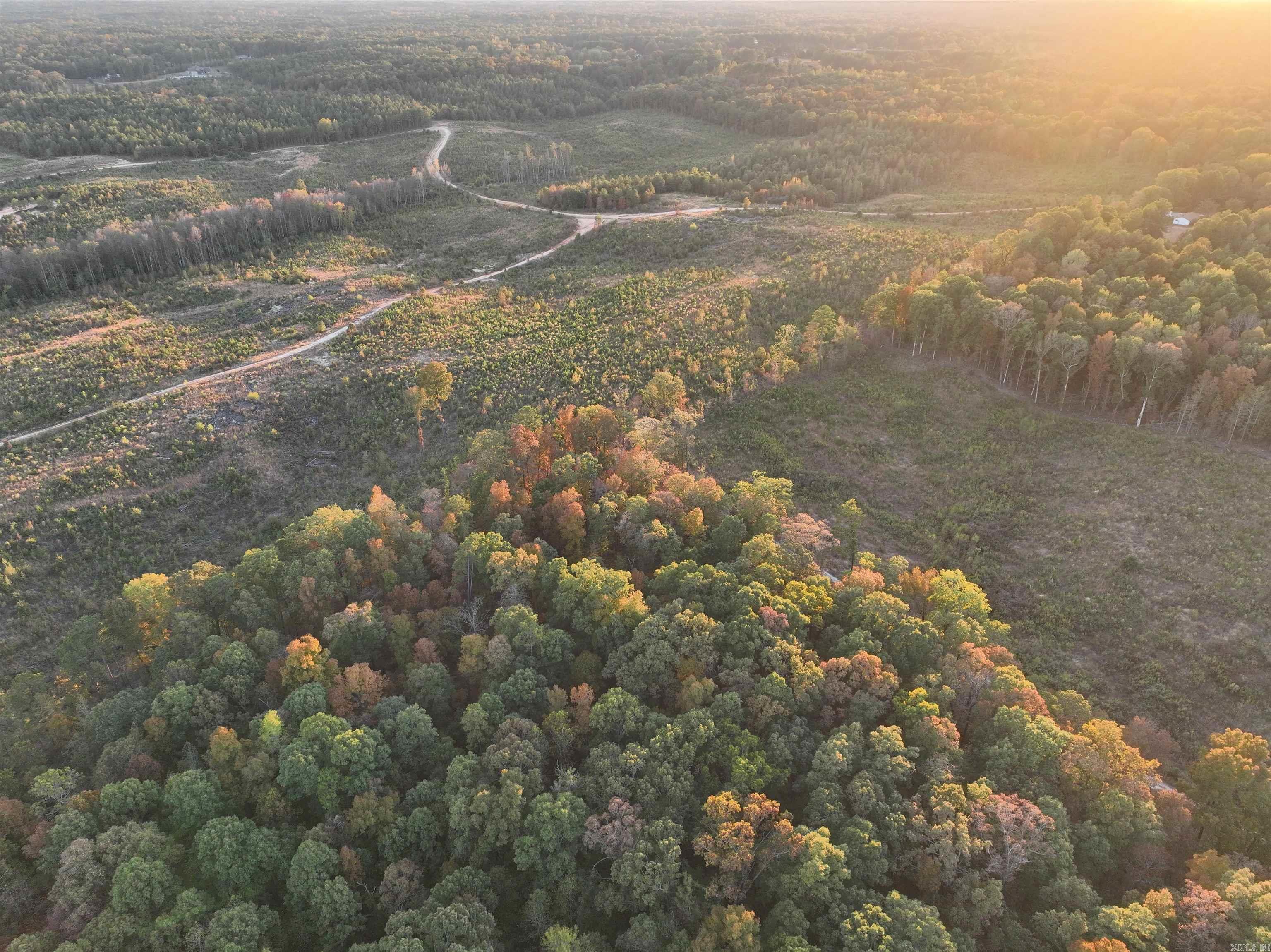 Mountain Pine - Land