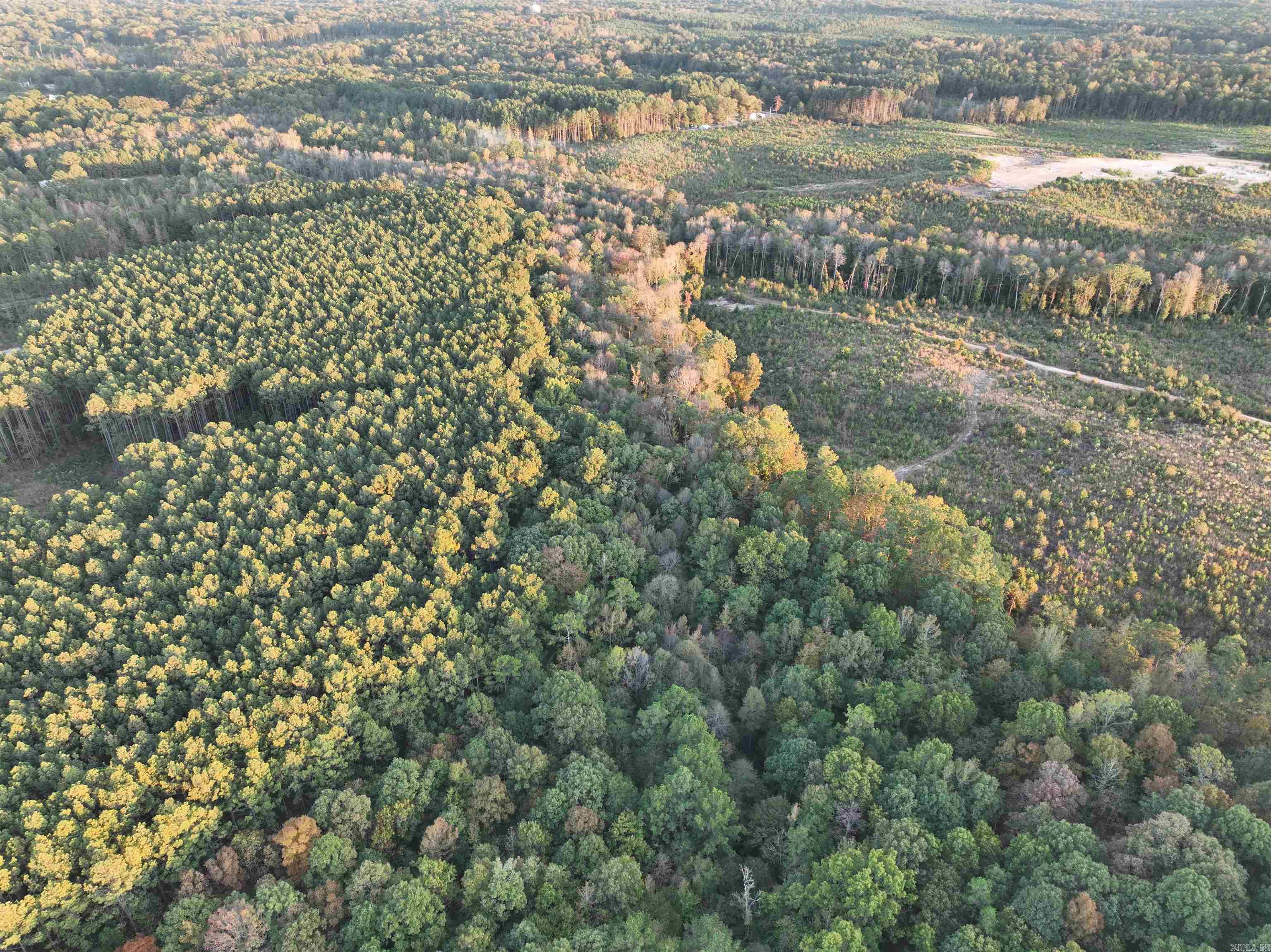 Mountain Pine - Land