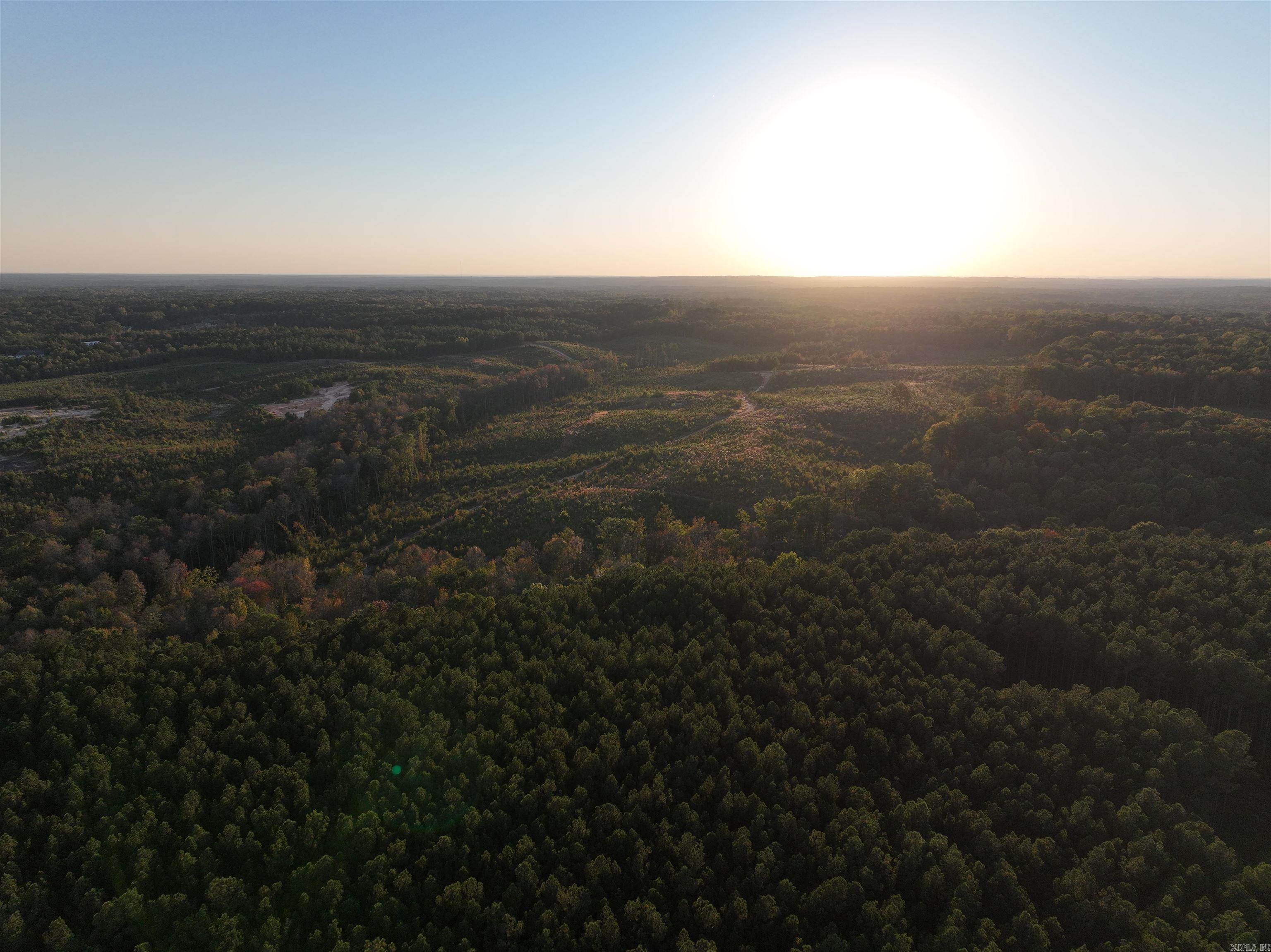 Mountain Pine - Land