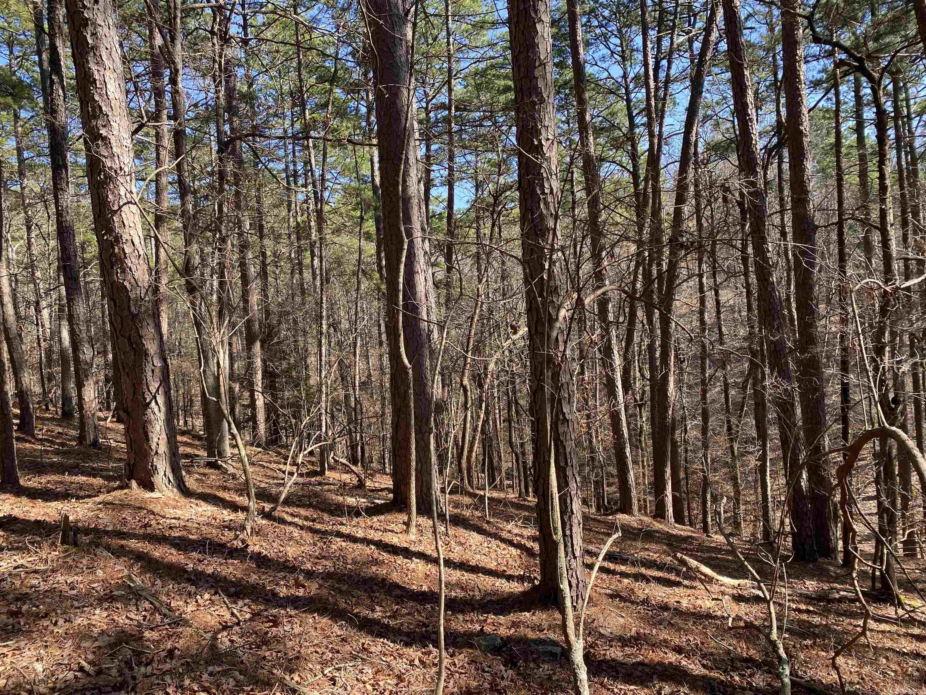 This wooded home lot would be a great spot for your lake cabin or new home! Approx. 4.34 acres covered in old forest growth AND backs up to the national forest! Have your privacy and be just minutes from Lake Ouachita, Mountain Harbor Resort and the marina. Build your cabin back into the lot and be surrounded by the forest or build close to the street for quick, easy entry. Lots of options on this property. Call today and start making plans for your lake getaway!