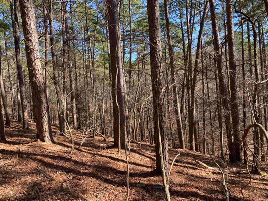 16 HILLSIDE TRL, MOUNT IDA, AR 71957 - Image ae855f815aaee7e51ed31d98f87f9e60/2306558460