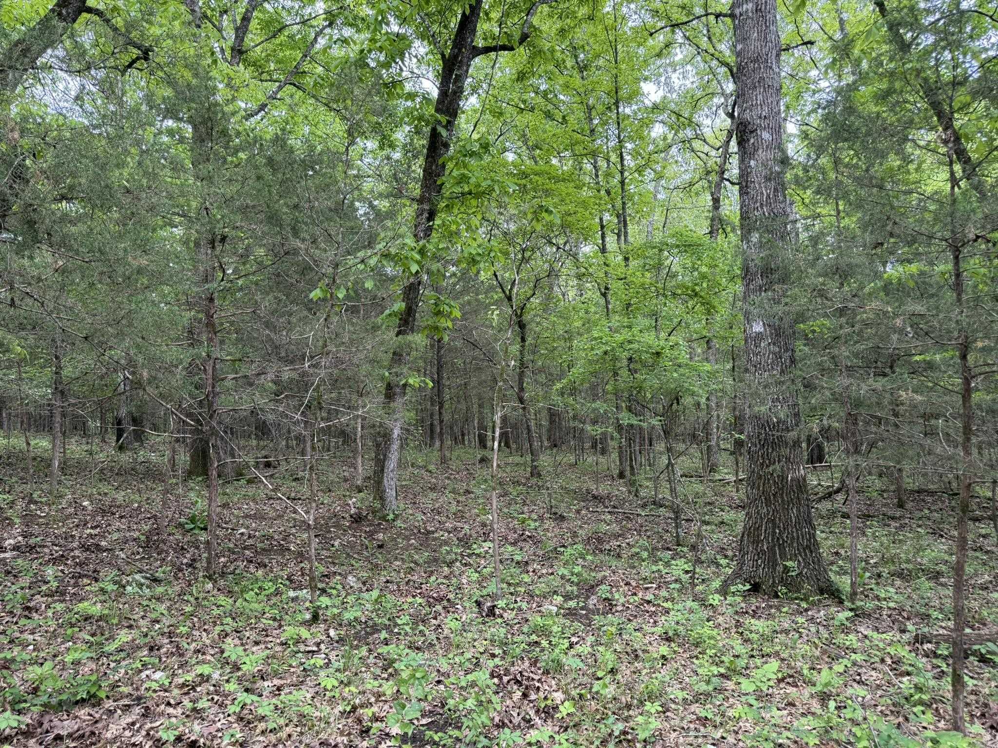 This 26 -acre hunting property in North Central Arkansas offers a prime mix of natural beauty and recreational potential. Located just one hour from Jonesboro, AR, and a little over two hours from Memphis, TN, this property provides the perfect balance of seclusion but not too far of a drive away from the city. Just a mile from Big Creek, you’ll have easy access to fantastic kayaking and fishing. The geography of this acreage is actually a large plateau that is mainly covered in white oak timber and few limestone rock outcroppings with the occasional pine and cedar tree. It creates an excellent habitat for deer and turkey, which is perfect for bedding and roosting. The property is also located near Harold Alexander Wildlife Management Area, offering additional opportunities for hunting and outdoor recreation. For more information about the nearby Harold Alexander Wildlife Management Area, visit: https://www.agfc.com/en/zone-map/667/ This 26-acre property is accessible via an easement road and is listed at just $65,000.