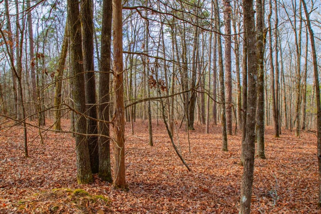 Pine Mountain - Land