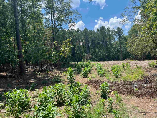 9 GOCIO LN, GLENWOOD, AR 71943 - Image b28697ea4ea8876ce7df11bc58557708/2849231861