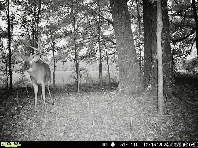 This 180 acre farm on Oakdale Road in Lonoke County is truly an Arkansas gem. This beautiful farm has been in the Beard family about 100 years, and consists of 50+ acres of pasture land with the rest in some of the most beautiful mature hardwood timber you'll find in Arkansas. Whitetail deer and turkey are numerous with some giant bucks! There is a pond on the property and a wet weather creek, but none of this 180 acres is in a flood plane. The farm is located on Oakdale Road off of Hwy 236 East just 10 miles North of Lonoke and South of Hickory Plains. Power and water are available with numerous building sites. Don’t let this incredible historical farm get away—schedule your showing today.