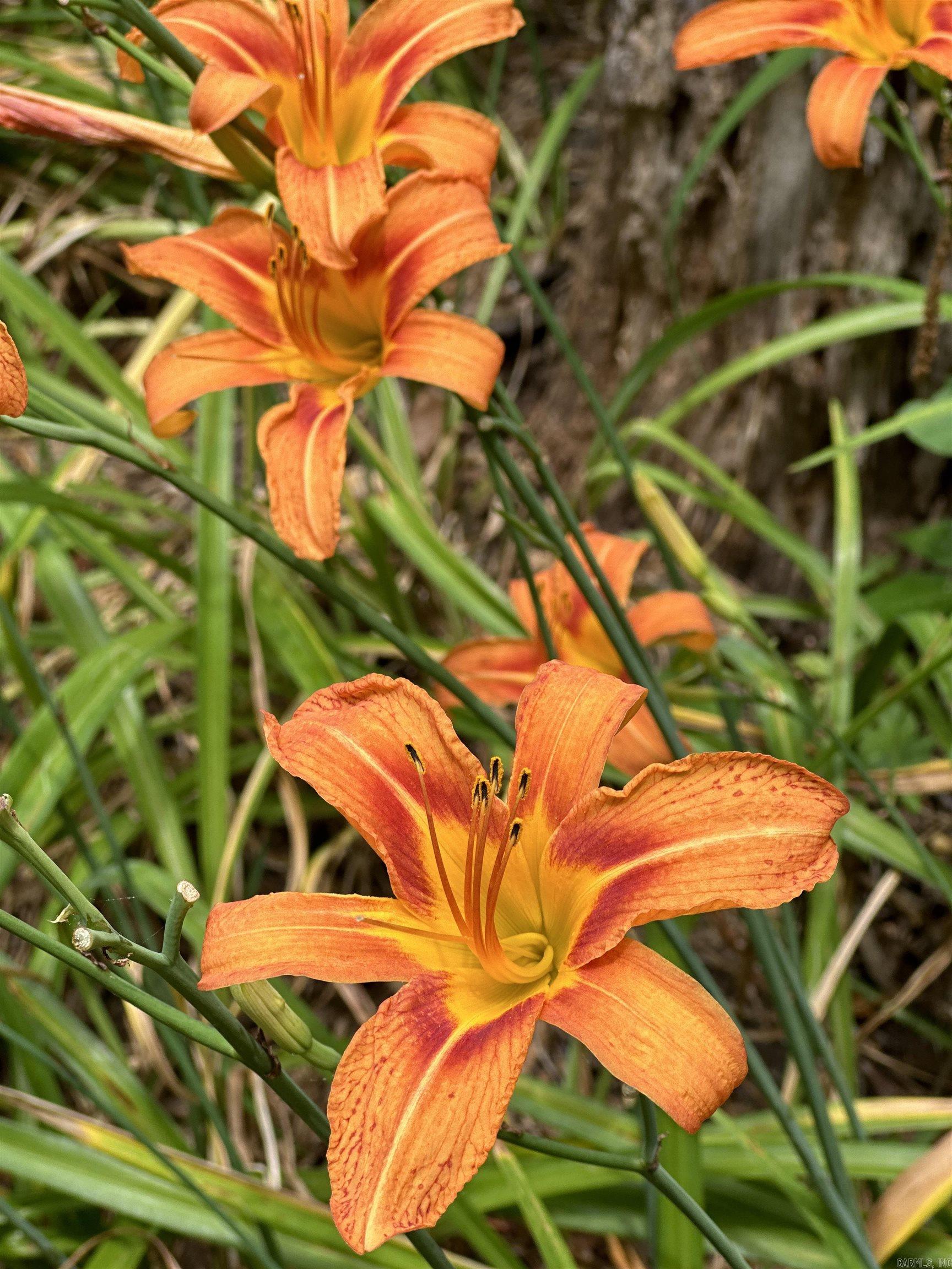 Metes & Bounds - Farm