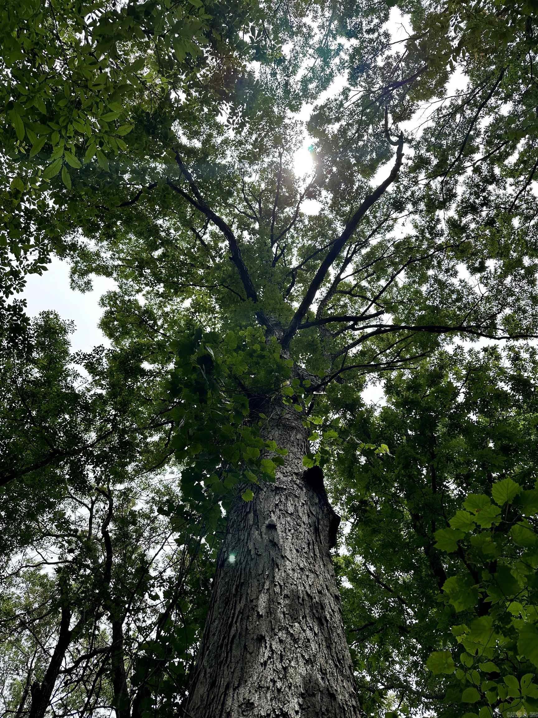 Metes & Bounds - Farm