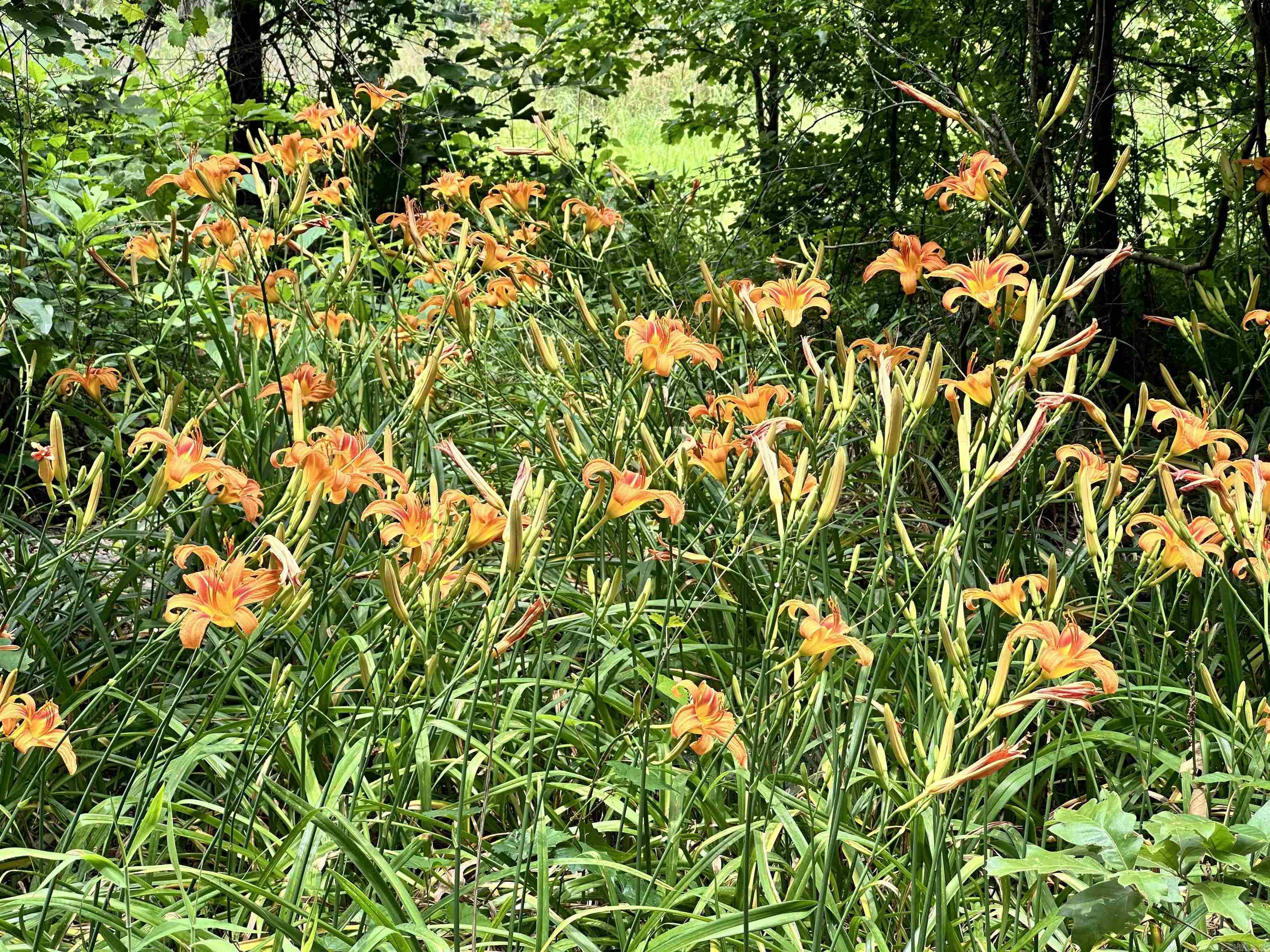 Metes & Bounds - Farm