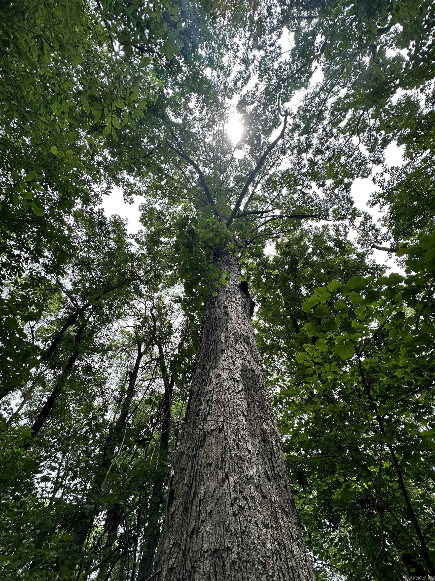 Metes & Bounds - Farm