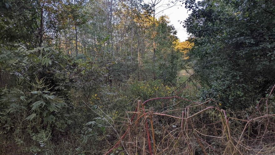 Wooded land away from the city, but not too far. Great for hunting or just being a land owner. Enjoy peace and quiet on this acreage.