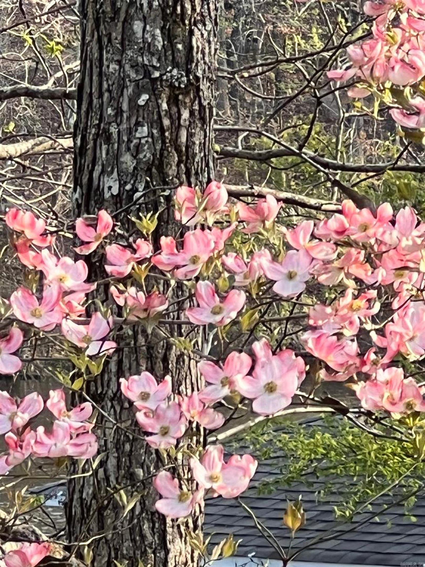 Guadalajara - Residential