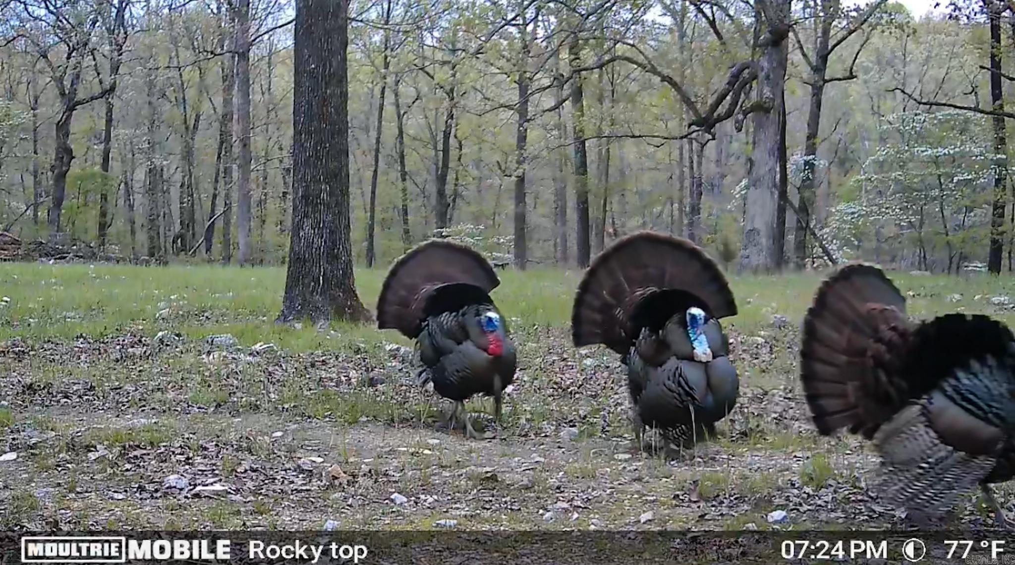 Ravenden - Residential