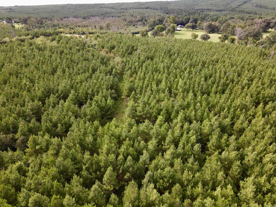 This gently sloping property has of HWY 155 frontage and could have several building sites to choose from. The pine plantation appears to be about 4-5 years old and can provide a nice longterm return on your investment. Rose Creek flows across the southern portion of the property and has a nice deep pool to fish or swim in. Petit Jean State Park and the Petit Jean River Wildlife Management area area a short distance away and provide excellent recreational opportunities. Petit Jean State Park has camping, hiking, boating and even an airstrip. Petit Jean River Wildlife Management Area has great hunting for Deer Turkey and Waterfowl. In fact  there are excellent views of Petit Jean Mountain from this beautiful property.