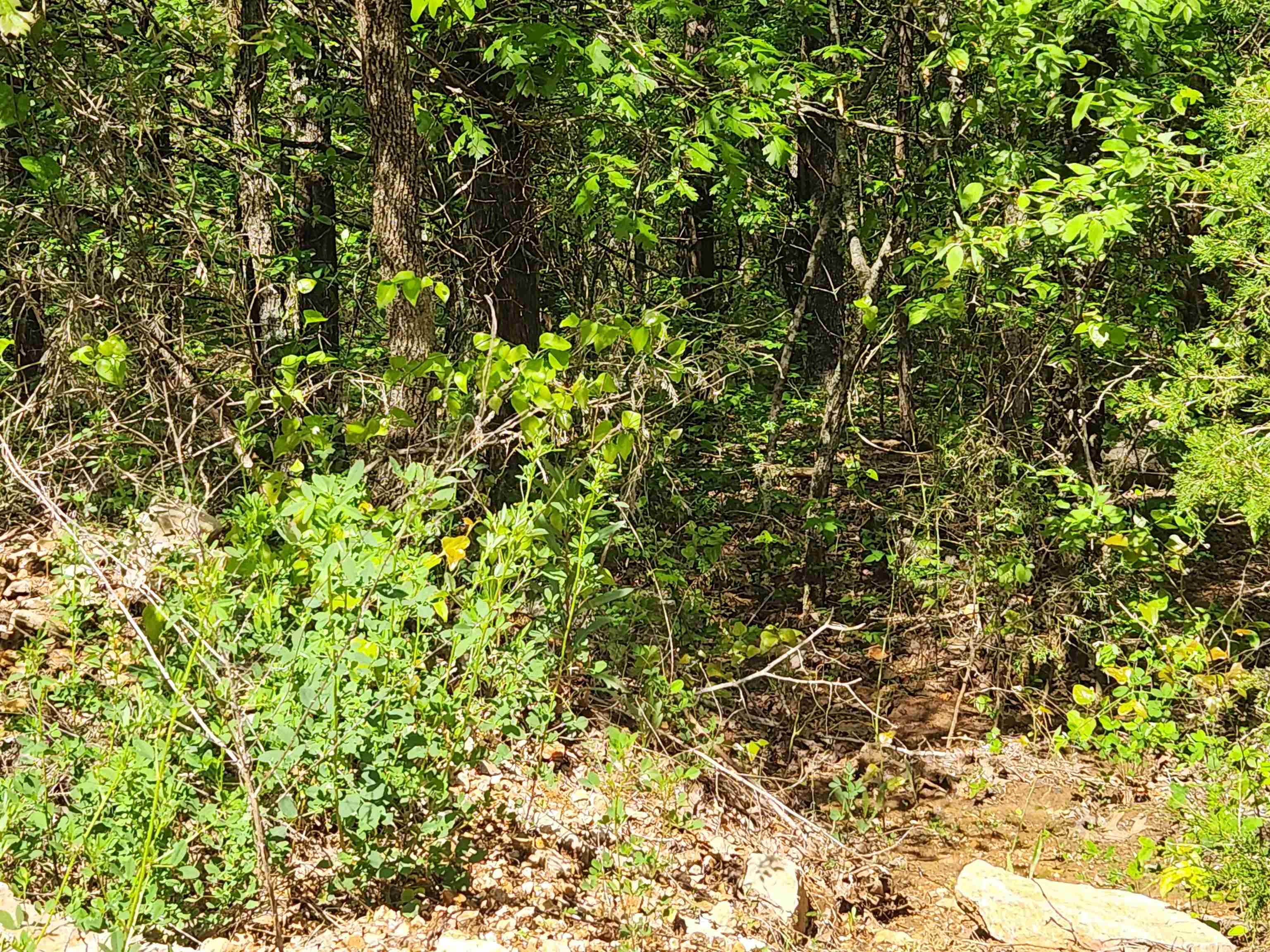 5.85 +/- Acres M/L of beautiful woods to build your hunting camp, homestead cabin or forever home. This property is located on Strawberry Valley Rd. Out of the city limits just off of Hwy 56. Beautiful woods that is full of trees. Mature trees, cedar, several types of oak, etc. This is a nature loverās dream. This land would make for great off grid living. Secluded, wooded and loaded with game makes it great for hunting or just watching nature from your 5.85 acres of Heaven on Earth What more could you ask for? Come see this wonderful property for yourself and pick your spot for your new homestead.