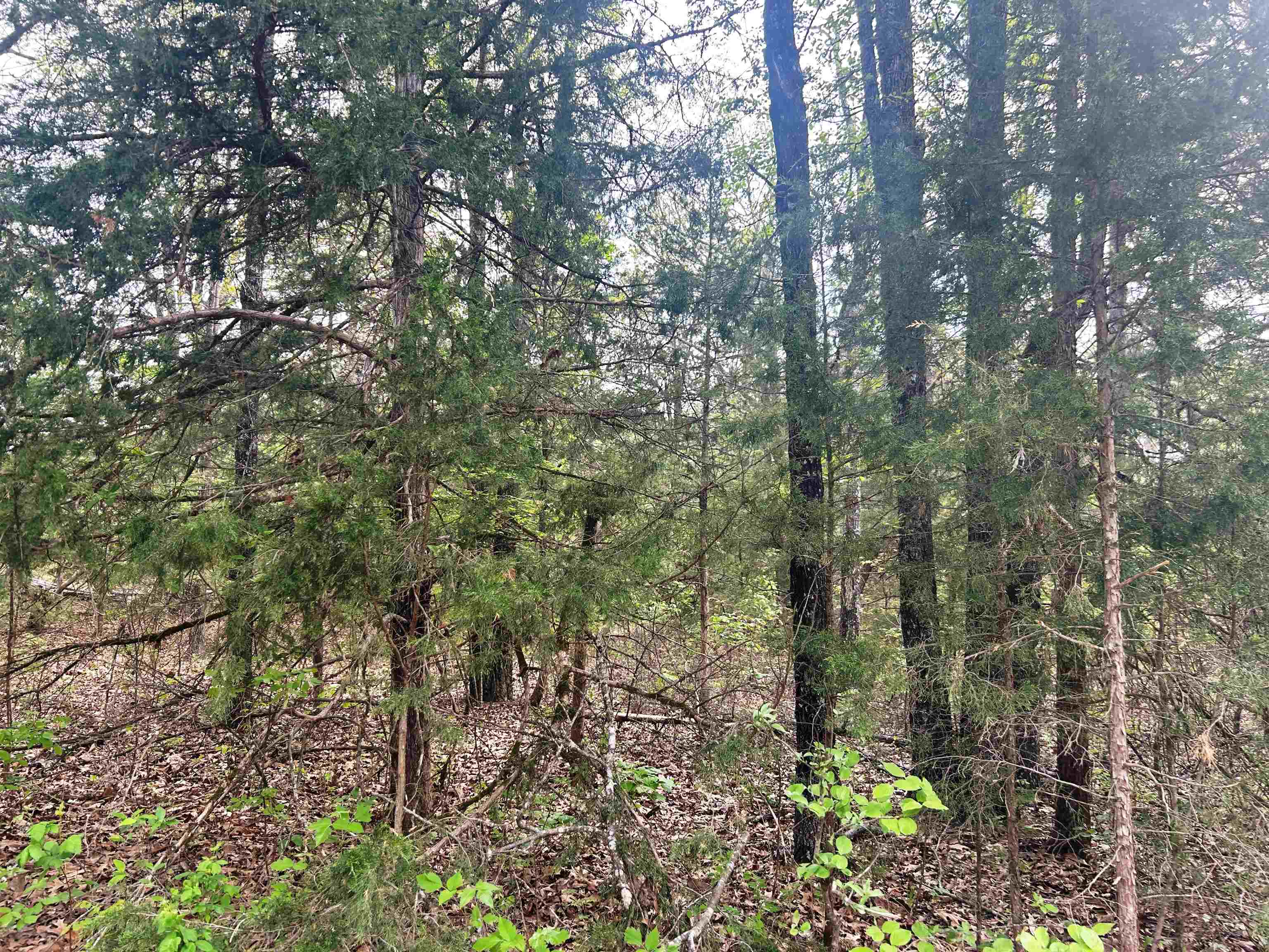 Glenn Forrest 2 - Land