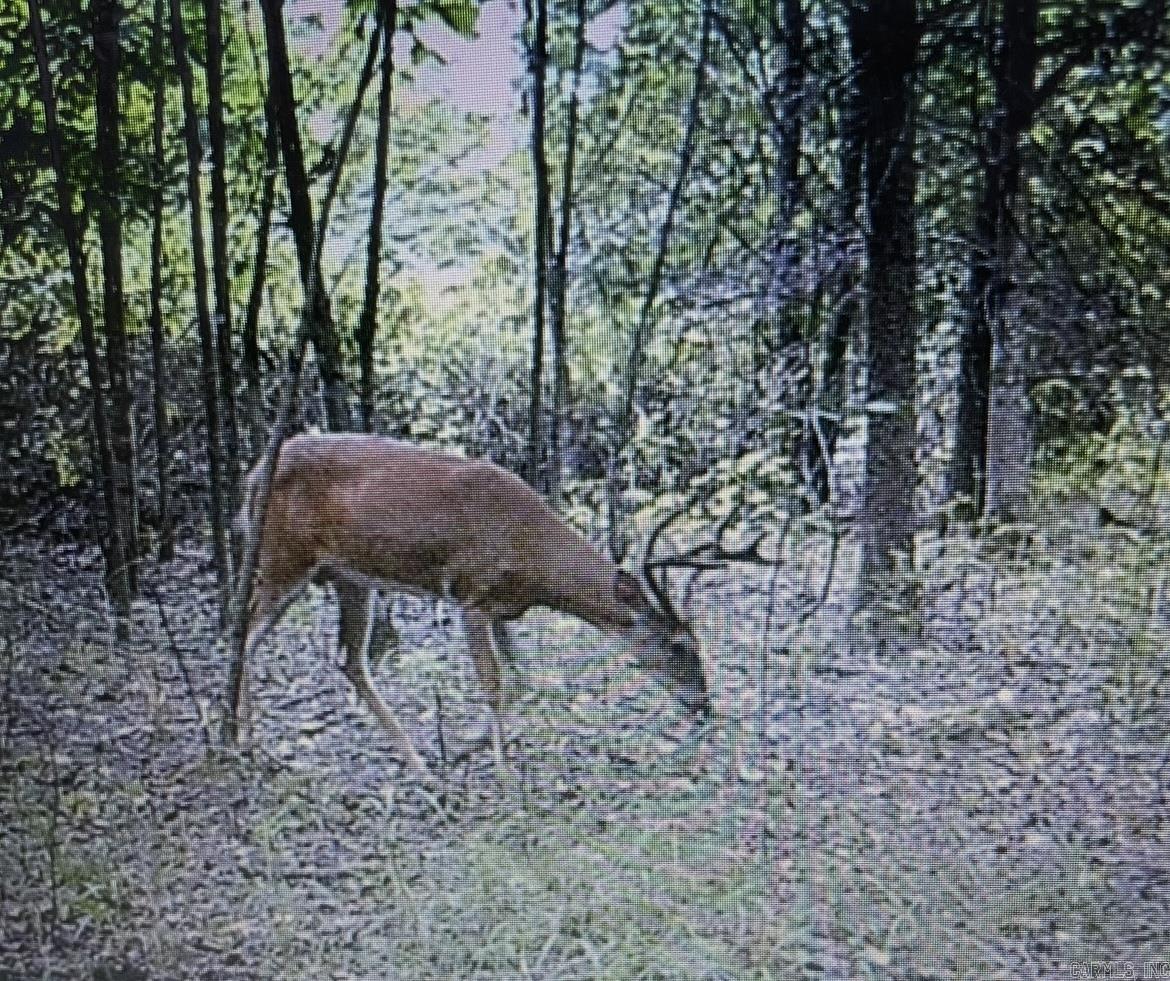 The affordable delta deer hunting tract you've been looking for! This property has nice hickory and oak and is located just to the north of large tracts of cropland. With a select cut you could offset some of the initial cost and improve the cover for your wildlife. Easy access located just off of Jackson CR 318 in Jackson County, and near Possum Grape.