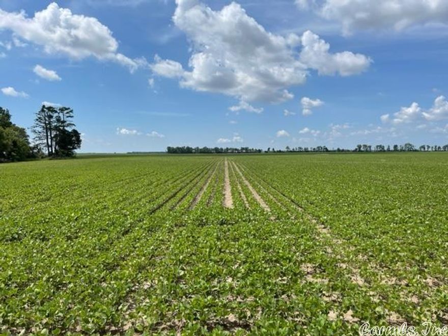 212.97 acres of good farm land beside the Mississippi River. It is protected by the levee system so it is not in a flood zone. It has two wells, one submersible and one gear driven. This field has not been precession leveled so the asking price is below what it would be if it was. The total cropland is 205.25 acres with the remaining balance of acreage being in draining ditches, roads and trees. See map and directions to find this land or call agent.