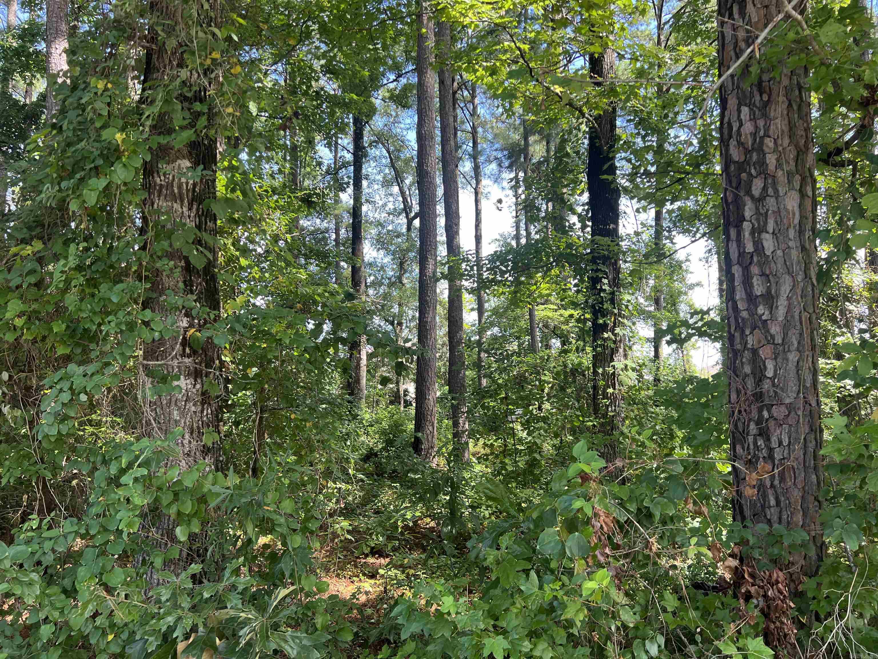 Hunter Custer - Land