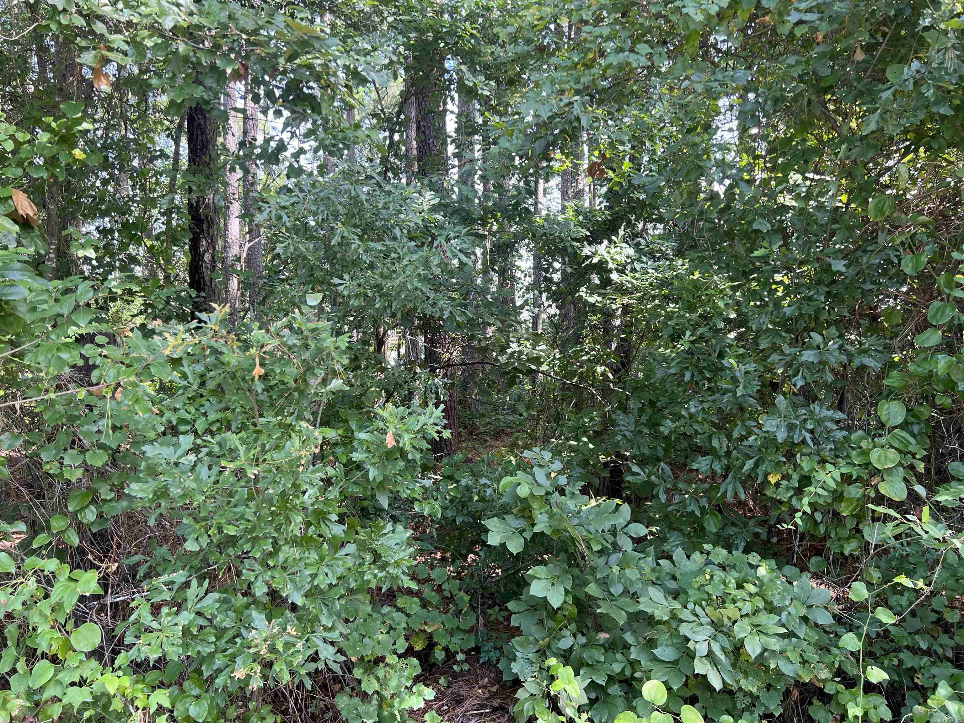 Hunter Custer - Land