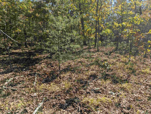 DEARBORN LN, SALEM, AR 72576 - Image bb4d4244e6673cf1deaf0ba4bfc863c8/710706006