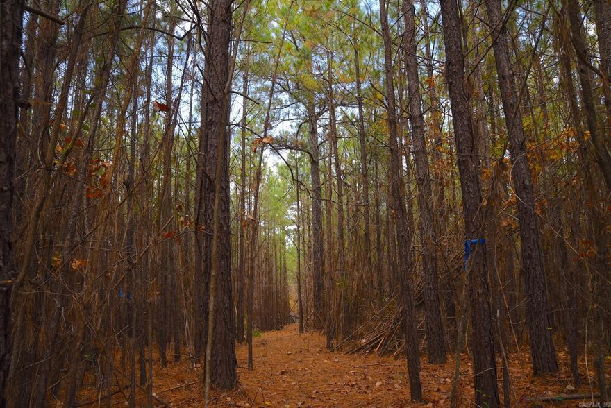 This beautiful wooded lot in a gated community could have a view of the mountains with a little clearing. Holley Mountain Airpark is a premier airpark nestled in the Ozark Mountains of Arkansas. Paved 4,800 x 50 foot paved runway, complete with 2 GPS approaches & pilot controlled lighting. Close to hiking, mountain biking & ATV trails, golf courses & Greers Ferry Lake. Just a few hours from Branson & a little over an hour from Little Rock. And your dream of owning your place of privacy in the middle of the woods can be achieved with this incredible lot. Some of the photos were taken in the fall. The fall colors in the Ozark Mountains are always gorgeous.   Some photos were taken several years ago.  Overlay is approximate.