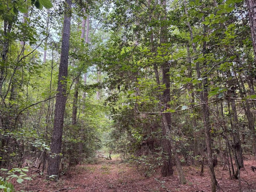 The ’56 Field Tract’ (#03019-004073) is a ±56-acre tract located in the central part of Ouachita County about seven miles north of Camden.  Looking for a great timberland investment with excellent hunting potential?  Look no further as this property has a great mixture of mature pine and hardwood that present great timber revenue opportunities as you shape your hunting haven!  The timber consists of about 24 acres of old field that contains a mature stand of mostly pine sawtimber and 32 acres of mixed pine and hardwood that is predominantly hardwood.   Access is via logging road from the east off Ouachita CR-31.  Don’t let this investment opportunity get by you!  Contact lisiting agent for evaluation of the merchantable timber.